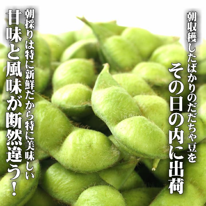 【7～9月販売予定】朝採りだだちゃ豆 山形県鶴岡市特産枝豆 早生白山/本白山/晩生 1kg1袋
