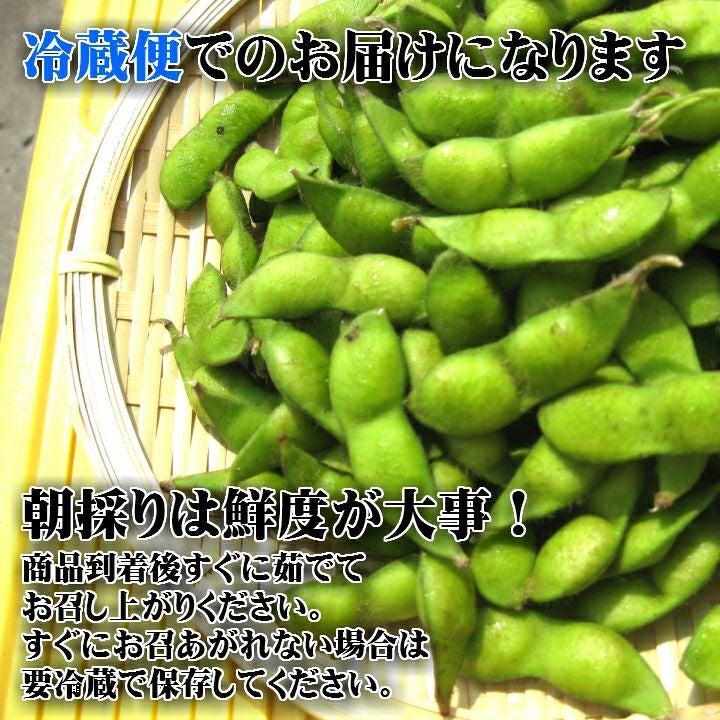【7～9月販売予定】朝採りだだちゃ豆 山形県鶴岡市特産枝豆 早生白山/本白山/晩生 1kg1袋