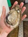 【2025年予約販売商品！】天然岩ガキ「中/5個入」（2025年7月～8月上旬発送予定）山形県　菅原鮮魚　庄内産　中サイズ　牡蠣　カキ　生食用　お取り寄せ　一部送料無料