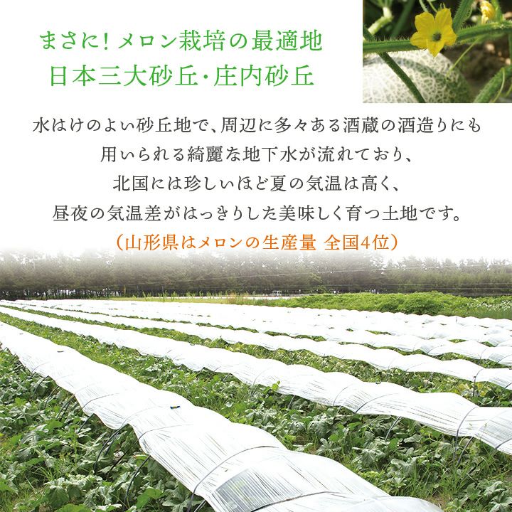 庄内砂丘メロン【青玉＆赤玉/約1.2kg･各1玉/化粧箱】山形  フルーツ  御中元 ギフト  発送期間：6月下旬～7月下旬　※青玉の品種はアンデス・鶴姫メロンいずれか、赤玉は鶴姫レッドメロン　一部送料無料