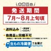 【2025年予約販売商品！】天然岩ガキ「中/10個入」（2025年7月～8月上旬発送予定）山形県　菅原鮮魚　庄内産　中サイズ　牡蠣　カキ　生食用　お取り寄せ　一部送料無料
