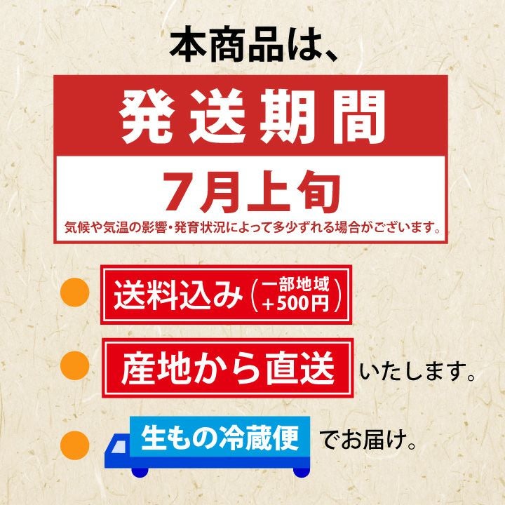 【予約販売限定】秋鈴堂「紅秀峰（1kg/バラ詰め）」(露地栽培)　【2024年7月上旬～発送予定】　山形県寒河江産　さくらんぼ　2L玉バラ詰め　7月上旬発送　産地直送　お中元　ギフト　一部送料無料