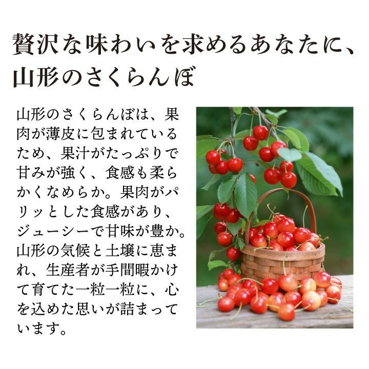 【予約販売限定】多田農園「佐藤錦（約1kg/本詰め）」(露地栽培)　【2025年6月中旬〜6月下旬発送予定】山形県山辺産　さくらんぼ　L～２L本詰め　6月中旬〜6月下旬発送　産地直送　お中元　ギフト　一部送料無料