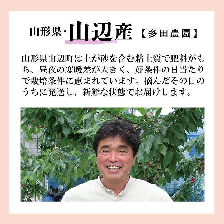 【予約販売限定】多田農園「佐藤錦（約1kg/本詰め）」(露地栽培)　【2025年6月中旬〜6月下旬発送予定】山形県山辺産　さくらんぼ　L～２L本詰め　6月中旬〜6月下旬発送　産地直送　お中元　ギフト　一部送料無料