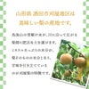 刈屋梨「あきづき/3kg・6～9玉入（化粧箱入）」【2024年予約販売開始】山形県庄内酒田市刈屋(かりや)産 和梨 あきづき 3kg 6～9玉 10月上旬発送 お取り寄せ
