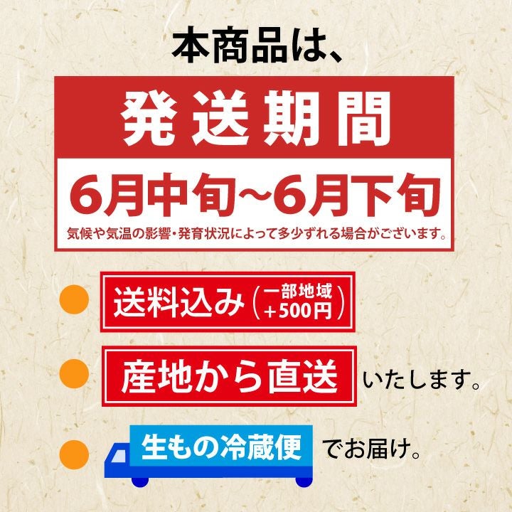 【予約販売限定】秋鈴堂「佐藤錦（約500g/バラ詰め）」(露地栽培)【2025年6月中旬～6月下旬発送予定】　山形県寒河江産　さくらんぼ　L玉バラ詰め　6月中旬〜6月下旬発送　産地直送　お中元　ギフト　一部送料無料