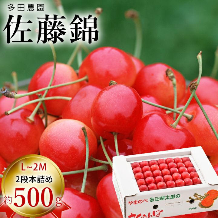 【予約販売限定】多田農園「佐藤錦（約500g/本詰め）」(露地栽培)　【2024年6月中旬〜6月下旬発送予定】　山形県山辺産　さくらんぼ　L～２L玉本詰　6月中旬～6月下旬発送　産地直送　お中元　ギフト　一部送料無料