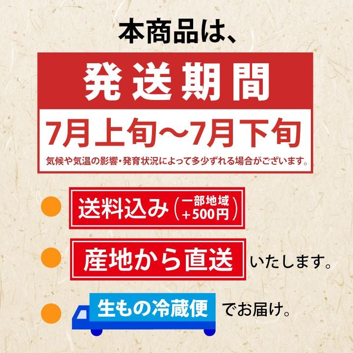【予約販売限定】多田農園「紅姫（約500g/本詰め）」(露地栽培)　【2025年7月上旬～発送予定】　山形県山辺産　さくらんぼ　L~2L玉本詰め　7月上旬発送　産地直送　お中元　ギフト　一部送料無料