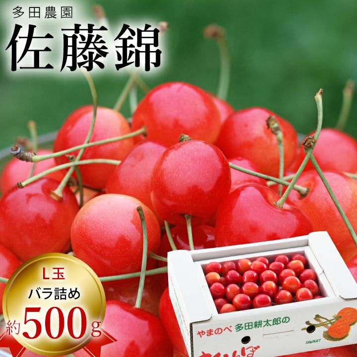 【予約販売限定】多田農園「佐藤錦（500g/バラ詰め）」(露地栽培)　【2025年6月中旬～6月下旬発送予定】　山形県山辺産　さくらんぼ　L玉バラ詰め　6月中旬～6月下旬発送　産地直送　お中元　ギフト　一部送料無料