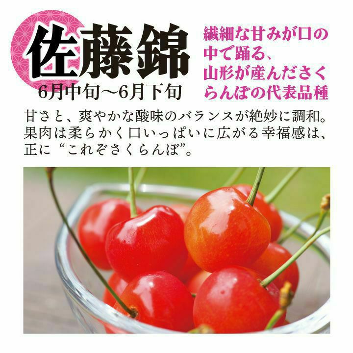 【予約販売限定】多田農園「山形美人（1kg/バラ詰め）」(露地栽培)　【2025年5月中旬～発送予定】　山形県山辺産　さくらんぼ　L～2L玉バラ詰め　5月中旬発送　産地直送　お中元　ギフト　一部送料無料