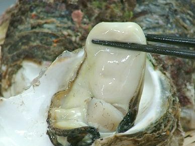 【2025年予約販売商品！】天然岩ガキ「中/15個入」（2025年7月～8月上旬発送予定）山形県　菅原鮮魚　庄内産　中サイズ　岩ガキ　生食用　お取り寄せ　一部送料無料