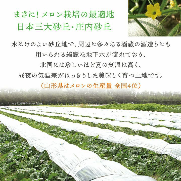 庄内砂丘メロン【青玉&赤玉/秀品3L･各2玉】山形  御中元 ギフト発送期間：6月下旬頃～7月下旬頃　※青玉の品種はアンデス・鶴姫メロンいずれか、赤玉は鶴姫レッドメロン 一部送料無料